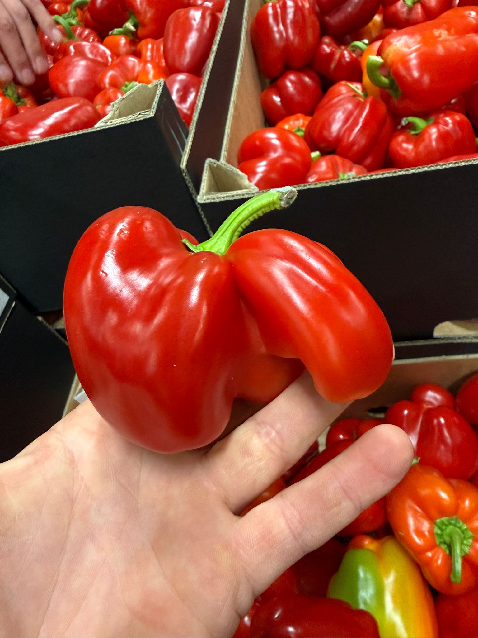 Een 'wonky' paprika: afwijkende vorm maar net zo lekker en voedzaam
